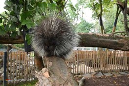 Dierentuin Kleef