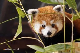 Rode Panda Dierentuin Kleve